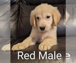 Small Photo #4 Golden Retriever Puppy For Sale in DAVENPORT, FL, USA