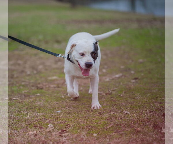 Medium Photo #5 American Pit Bull Terrier-Unknown Mix Puppy For Sale in Munford, TN, USA