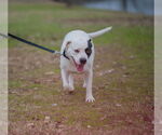 Small #4 American Pit Bull Terrier Mix