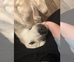 Small #1 Great Pyrenees Mix