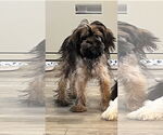 Small #2 Brussels Griffon