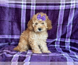 Cockapoo Puppy for sale in LAKELAND, FL, USA