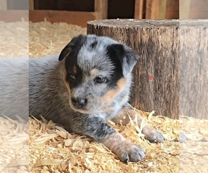 Medium Australian Cattle Dog