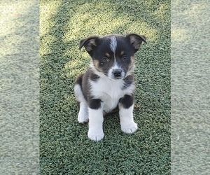 Aussie-Corgi Puppy for sale in BRIGGSDALE, CO, USA