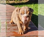 Puppy Boxer Bulldog