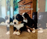 Small #4 Bernese Mountain Dog