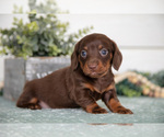 Small #2 Dachshund