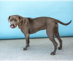 Small #2 American Pit Bull Terrier