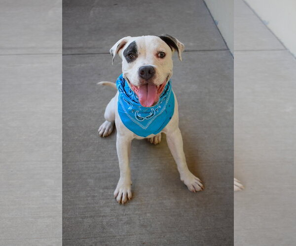 Medium Photo #1 American Pit Bull Terrier-Unknown Mix Puppy For Sale in McKinney, TX, USA