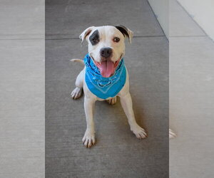 American Pit Bull Terrier-Unknown Mix Dogs for adoption in McKinney, TX, USA
