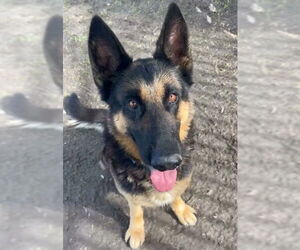 German Shepherd Dog Dogs for adoption in Riverside, CA, USA