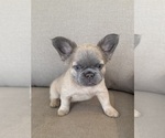 Puppy Pocahontas French Bulldog