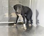 Small American Pit Bull Terrier