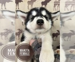 Small Photo #2 Alaskan Malamute Puppy For Sale in NORTH POLE, AK, USA