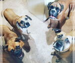 Small #9 Boxer