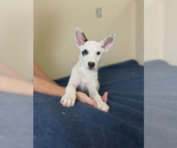 Medium Photo #2 Collie-Unknown Mix Puppy For Sale in Rockwall, TX, USA