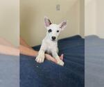 Small #1 Collie Mix