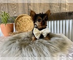 Small #3 Yorkshire Terrier
