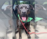 Small #9 Rottweiler-American Pit Bull Terrier