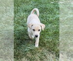 Small #1 Labrador Retriever Mix