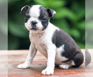 Boston Terrier Puppy for sale in MANHEIM, PA, USA