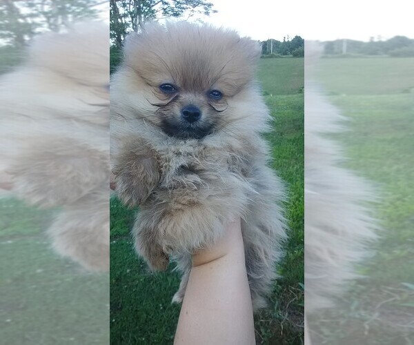 View Ad Pomeranian Puppy for Sale near Ohio, WINCHESTER