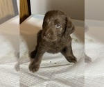 Small #9 Labradoodle