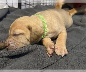 Pierre- Belles & Beau Litter - Male American Staffordshire Terrier-Unknown Mix Dog for Adoption - Photo #8