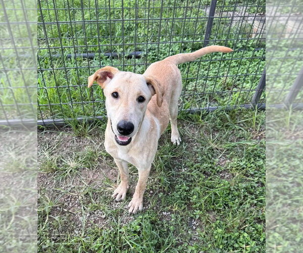 Medium Photo #1 Mutt Puppy For Sale in Abbeville, LA, USA