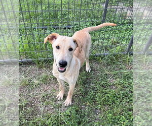 Mutt Dogs for adoption in Abbeville, LA, USA