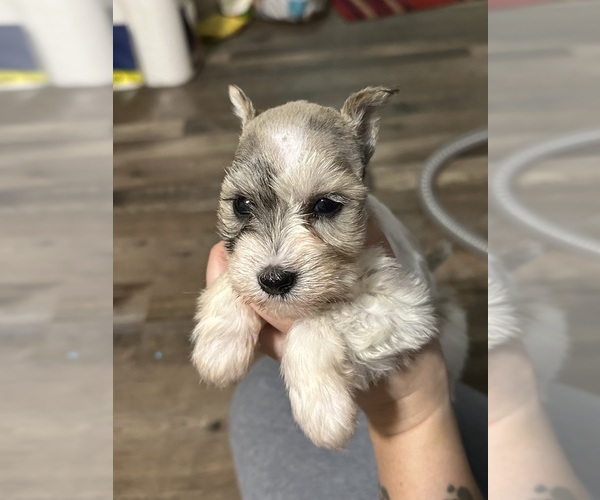 Medium Photo #10 Schnauzer (Miniature) Puppy For Sale in LANE, OK, USA