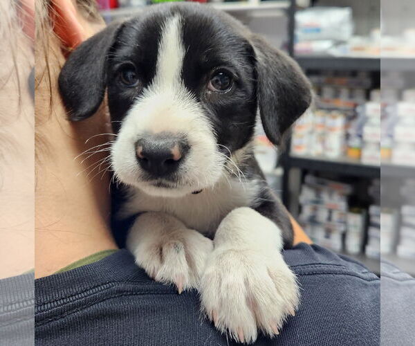 Medium Photo #2 Labrador Retriever-Unknown Mix Puppy For Sale in Fargo, ND, USA