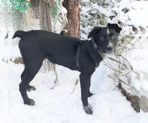 Mutt Dogs for adoption in Garden City, NY, USA