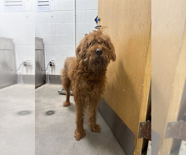 Medium Photo #1 Labradoodle Puppy For Sale in Forestville, MD, USA