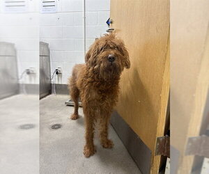 Labradoodle Dogs for adoption in Forestville, MD, USA