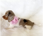 Small #6 Dachshund