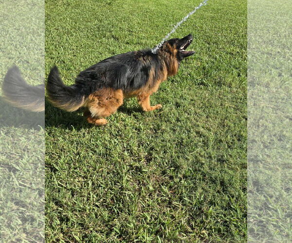 Medium Photo #4 German Shepherd Dog Puppy For Sale in Plantation, FL, USA