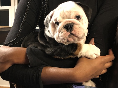Medium Photo #2 Bulldog Puppy For Sale in STOCKBRIDGE, GA, USA