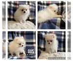 Small Photo #2 Pomeranian Puppy For Sale in CONNEAUT LAKE, PA, USA