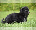 Small #3 Shih Aussie