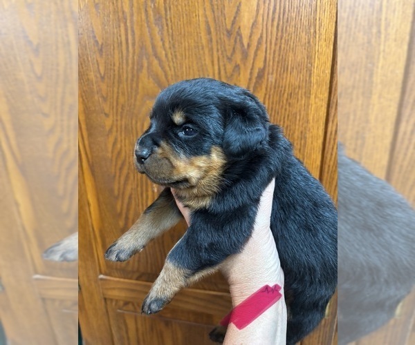 Medium Photo #4 Rottweiler Puppy For Sale in UNION, IA, USA