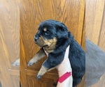 Small #3 Rottweiler