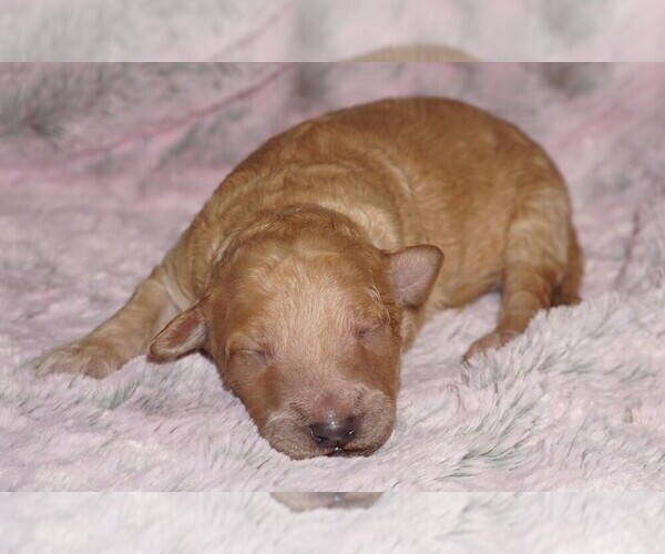 Medium Photo #1 Labradoodle mix (+ Poodle Standard) Puppy For Sale in LA HABRA, CA, USA