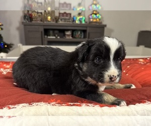 Medium Australian Shepherd