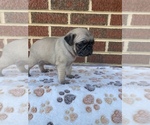 Small Photo #2 Pug Puppy For Sale in CHATTANOOGA, TN, USA