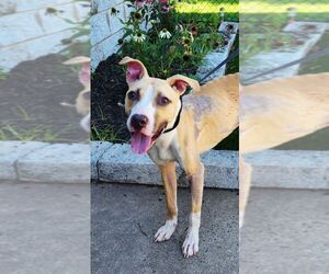 American Bulldog-Unknown Mix Dogs for adoption in Perth Amboy, NJ, USA