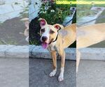 Small #1 American Bulldog Mix