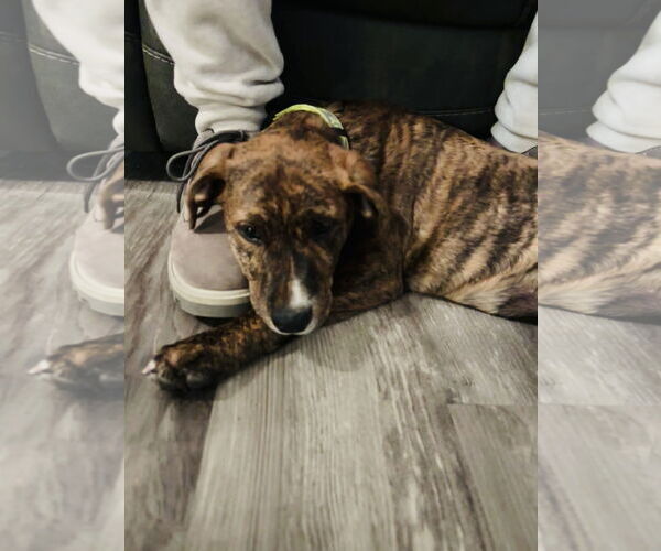 Medium Photo #3 German Shepherd Dog-Unknown Mix Puppy For Sale in Princeton, MN, USA