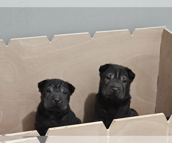 Medium Photo #1 Chinese Shar-Pei Puppy For Sale in LUCERNE VLY, CA, USA