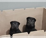 Image preview for Ad Listing. Nickname: Litter of 4